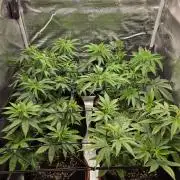 Royal domina & Purple queen. First grow