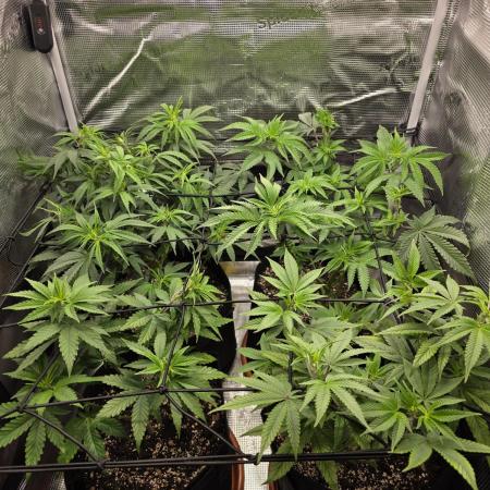 Royal domina & Purple queen. First grow