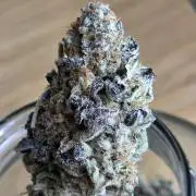 Royal domina & Purple queen. First grow