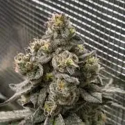 White widow, gushers, tropic cookies