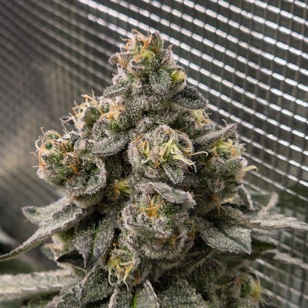 White widow, gushers, tropic cookies