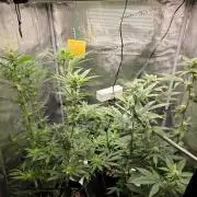 White widow, gushers, tropic cookies