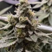 White widow, gushers, tropic cookies