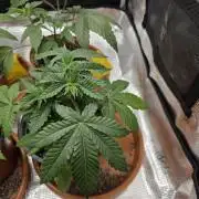 First grow of my life