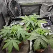 White widow, gushers, tropic cookies