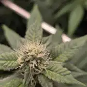 White widow, gushers, tropic cookies