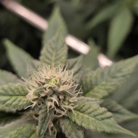 White widow, gushers, tropic cookies