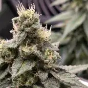 White widow, gushers, tropic cookies