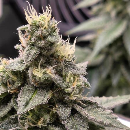White widow, gushers, tropic cookies