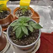 First grow of my life