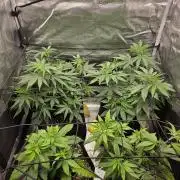 First grow of my life