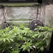 White widow, gushers, tropic cookies