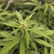 Royal domina & Purple queen. First grow