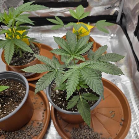 First grow of my life