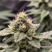 White widow, gushers, tropic cookies