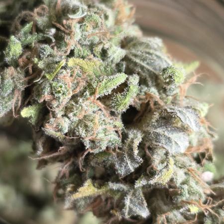 Royal domina & Purple queen. First grow