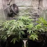 White widow, gushers, tropic cookies