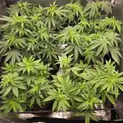 Royal domina & Purple queen. First grow