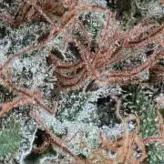 White widow, gushers, tropic cookies