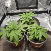White widow, gushers, tropic cookies