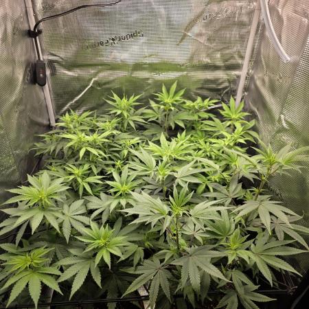 Royal domina & Purple queen. First grow