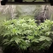 White widow, gushers, tropic cookies