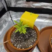 First grow of my life