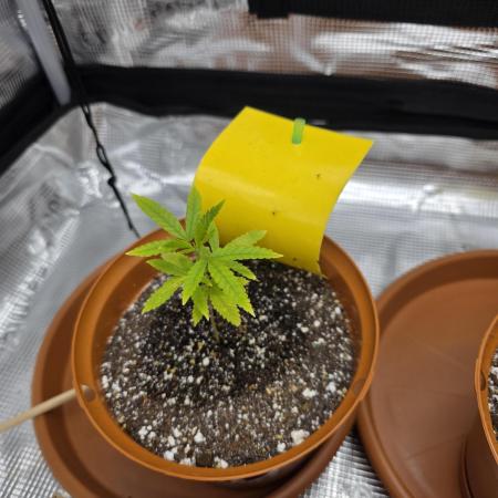 First grow of my life