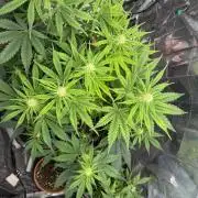 Pineapple Muffin Auto Humboldt