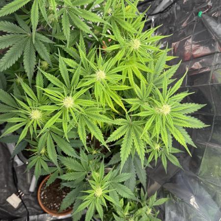 Pineapple Muffin Auto Humboldt