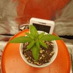 Peyote Forum - First Photo Run!