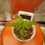 Peyote Forum - First Photo Run!
