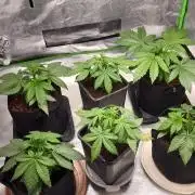 3x Lets Fucking Go , 1x Ice Cream Cake