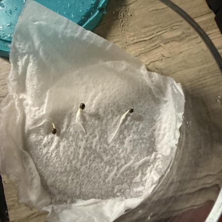 Grape ape and Gorilla purple