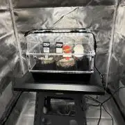 Fastbuds vs Speedrun