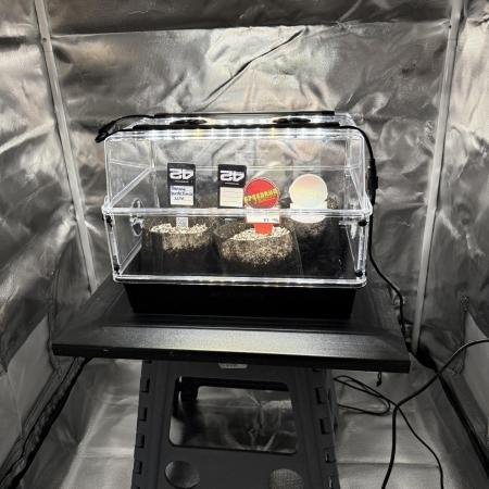 Fastbuds vs Speedrun