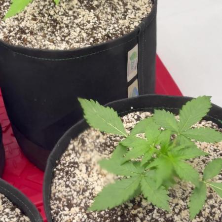 Grape ape and Gorilla purple