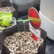 Fastbuds vs Speedrun