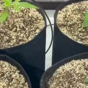 Grape ape and Gorilla purple