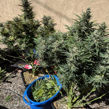 Bruce Banner 4yr old seeds
