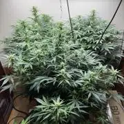 Bruce Banner 4yr old seeds