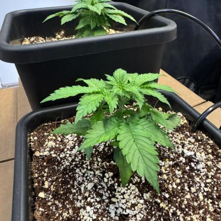 Bruce Banner 4yr old seeds