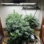 Bruce Banner 4yr old seeds