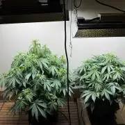 Bruce Banner 4yr old seeds