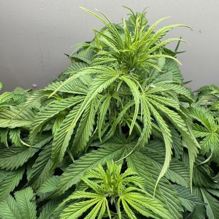 Bruce Banner 4yr old seeds