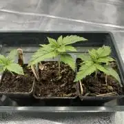 Bruce Banner 4yr old seeds