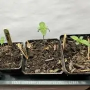 Bruce Banner 4yr old seeds