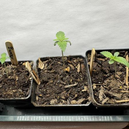 Bruce Banner 4yr old seeds