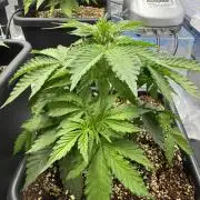 Bruce Banner 4yr old seeds