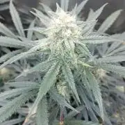 autoflower gorilla cookies fastbud